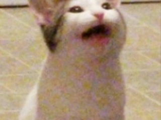 Popcat one