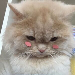 Umm Cat