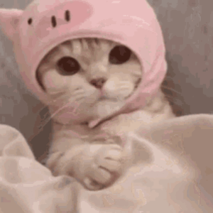 Yemmy!! Cat